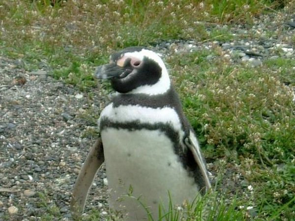 Pinguinos-magallanicos-Usuhaia (41).jpg