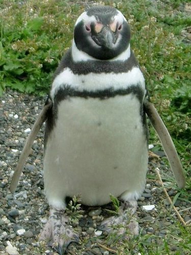 Pinguinos-magallanicos-Usuhaia (42).jpg