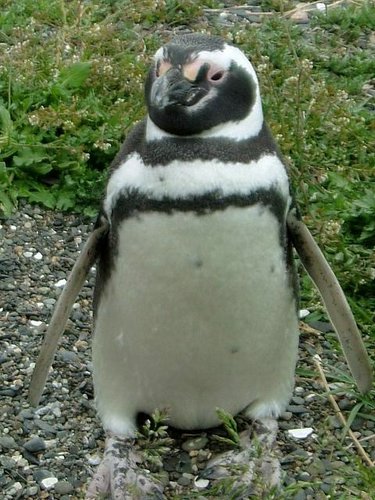 Pinguinos-magallanicos-Usuhaia (43).jpg