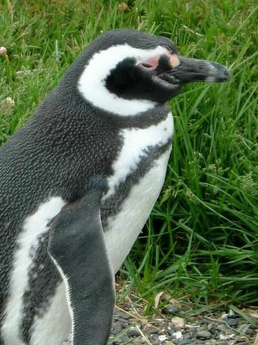 Pinguinos-magallanicos-Usuhaia (44).jpg