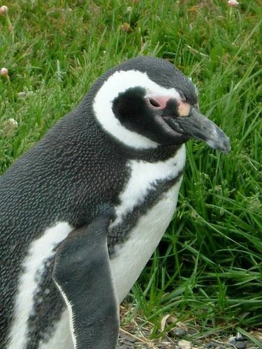 Pinguinos-magallanicos-Usuhaia (45).jpg
