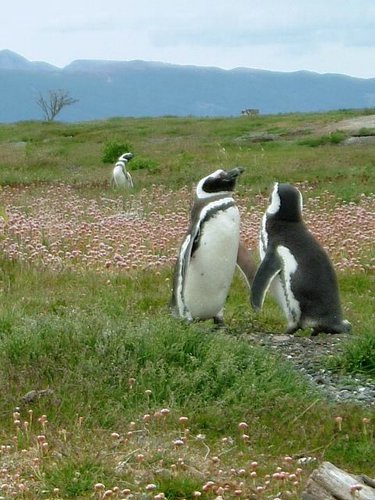 Pinguinos-magallanicos-Usuhaia (46).jpg