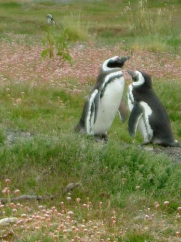 Pinguinos-magallanicos-Usuhaia (47).jpg