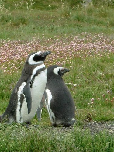 Pinguinos-magallanicos-Usuhaia (48).jpg