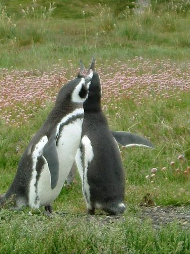 Pinguinos-magallanicos-Usuhaia (49).jpg
