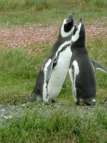 Pinguinos-magallanicos-Usuhaia (50).jpg