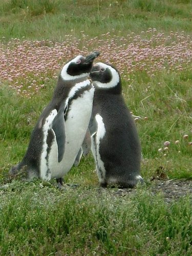 Pinguinos-magallanicos-Usuhaia (52).jpg