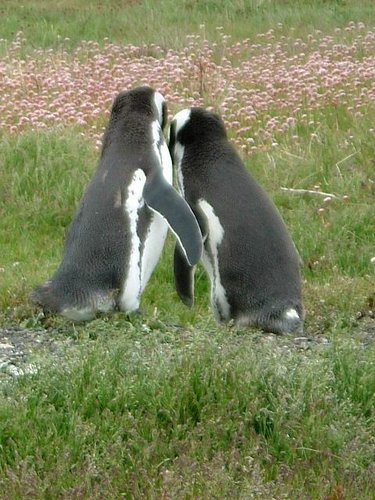 Pinguinos-magallanicos-Usuhaia (54).jpg