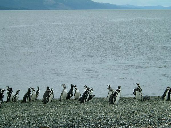 Pinguinos-magallanicos-Usuhaia (56).jpg