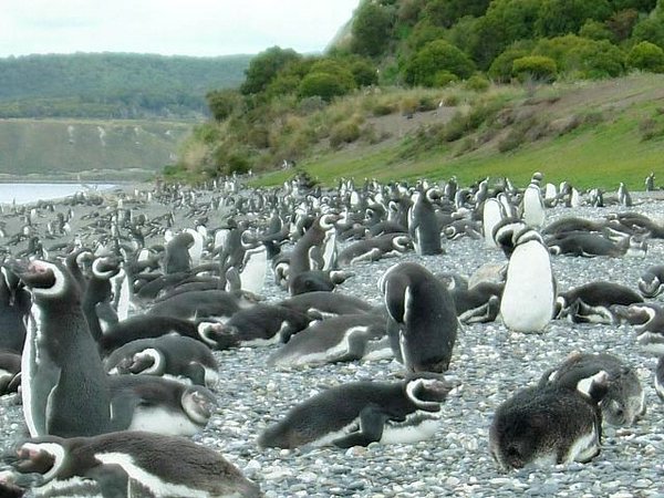 Pinguinos-magallanicos-Usuhaia (57).jpg