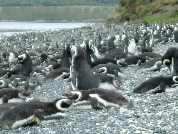 Pinguinos-magallanicos-Usuhaia (58).jpg