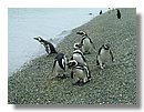 Pinguinos-magallanicos-Usuhaia (09).jpg