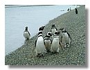 Pinguinos-magallanicos-Usuhaia (10).jpg