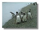 Pinguinos-magallanicos-Usuhaia (11).jpg