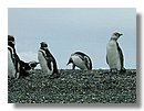 Pinguinos-magallanicos-Usuhaia (12).jpg