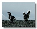 Pinguinos-magallanicos-Usuhaia (14).jpg