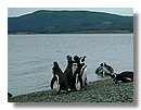 Pinguinos-magallanicos-Usuhaia (15).jpg