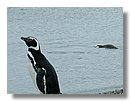 Pinguinos-magallanicos-Usuhaia (18).jpg