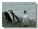 Pinguinos-magallanicos-Usuhaia (19).jpg