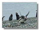 Pinguinos-magallanicos-Usuhaia (23).jpg