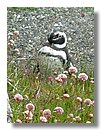 Pinguinos-magallanicos-Usuhaia (40).jpg
