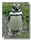 Pinguinos-magallanicos-Usuhaia (42).jpg