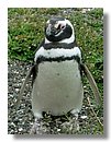 Pinguinos-magallanicos-Usuhaia (43).jpg