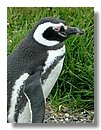 Pinguinos-magallanicos-Usuhaia (44).jpg