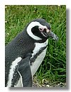 Pinguinos-magallanicos-Usuhaia (45).jpg