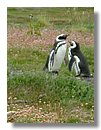 Pinguinos-magallanicos-Usuhaia (47).jpg