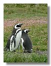 Pinguinos-magallanicos-Usuhaia (48).jpg