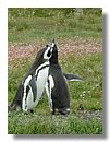 Pinguinos-magallanicos-Usuhaia (49).jpg