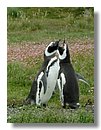 Pinguinos-magallanicos-Usuhaia (51).jpg
