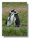 Pinguinos-magallanicos-Usuhaia (52).jpg