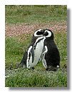 Pinguinos-magallanicos-Usuhaia (53).jpg