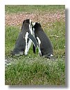 Pinguinos-magallanicos-Usuhaia (54).jpg
