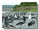 Pinguinos-magallanicos-Usuhaia (57).jpg
