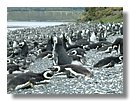 Pinguinos-magallanicos-Usuhaia (58).jpg