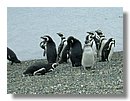 Pinguinos-magallanicos-Usuhaia (59).jpg