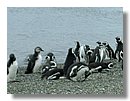 Pinguinos-magallanicos-Usuhaia (60).jpg