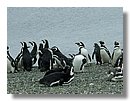 Pinguinos-magallanicos-Usuhaia (61).jpg