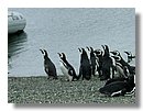 Pinguinos-magallanicos-Usuhaia (62).jpg