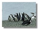 Pinguinos-magallanicos-Usuhaia (63).jpg
