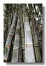 Bambu (01).jpg