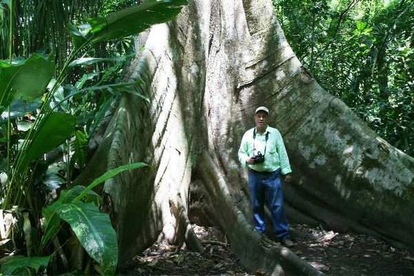 Ficus-gigante.jpg