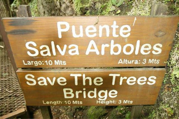 Puentes-Salva-Arboles.jpg