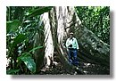 Ficus-gigante.jpg