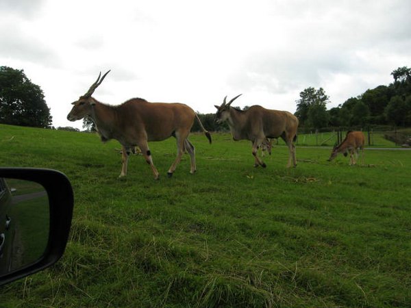 Antilopes (09).jpg
