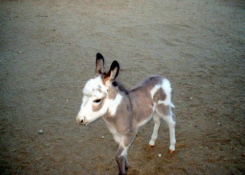 burros (0).jpg