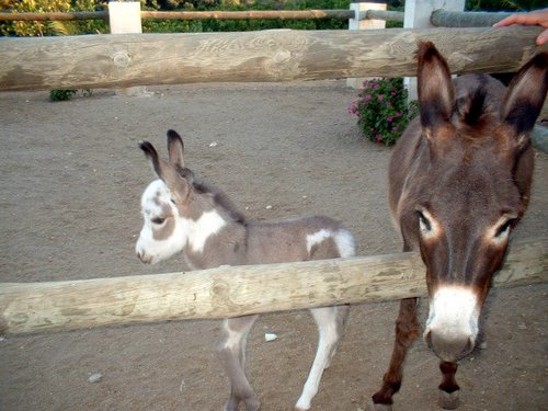 burros (2).jpg